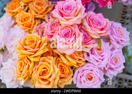 Roseto con rose rosse fiorite Foto Stock