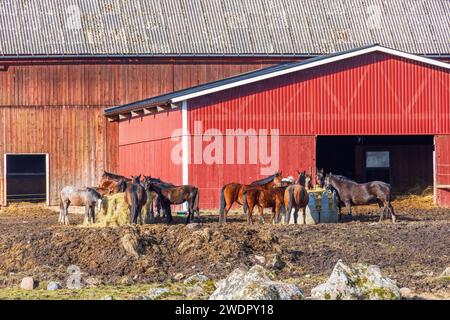 Cavalli che mangiano fieno fuori da un fienile rosso in una giornata di sole Foto Stock