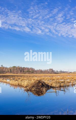 Beaver Lodge vicino a un canale d'acqua all'inizio della primavera Foto Stock