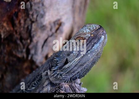 Eastern Bearded Dragon, New South Wales Foto Stock