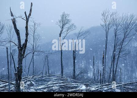 Vista del ponte ferroviario distrutto durante l'inverno al Kinzua Bridge State Park in Pennsylvania, Stati Uniti Foto Stock