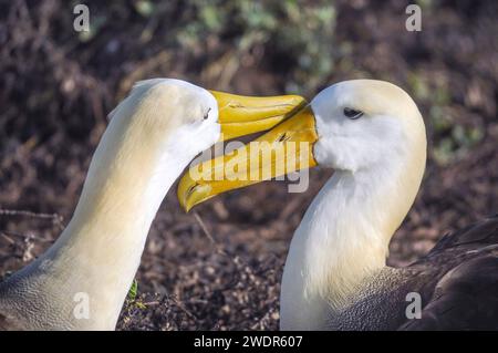 Albatross ondulato (Diomedea irrorata) Punta Suarez, Isola di Espanola, Isole Galapagos, Ecuador Foto Stock