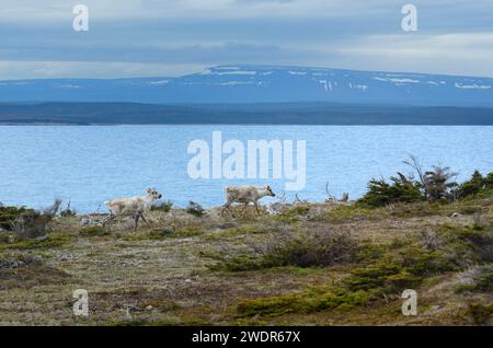 Canada, Maritimes, Terranova, Port au Choix, Woodland Caribou Woodland, Rangifer tarandus Foto Stock