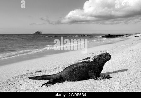 Ecuador, Isole Galapagos, Isola di Santa Cruz, Spiaggia di Las Bachas, Iguana Marina, Amblyrhynchus Cristatus Foto Stock