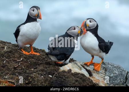 Canada, Maritimes, Terranova, Elliston, Atlantic Puffin, Fratercula arctica Foto Stock