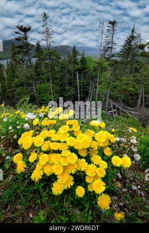 Canada, Maritimes, Terranova, Gros Morne National Park, vista dall'autostrada 430 a East ARM with Dandelions Foto Stock