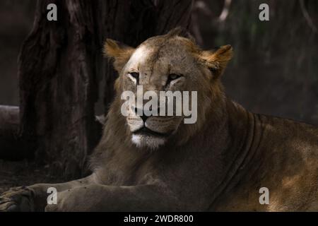 Un leone che riposa nella foresta, che guarda in lontananza. Foto Stock