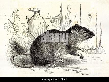 Vecchia illustrazione incisa di Black Rat. Creato da Kretschmer, pubblicato su Brehm, Les Mammifers, Baillière et fils, Parigi, 1878 Foto Stock