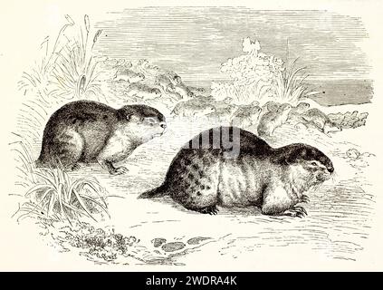 Incisioni vintage finemente dettagliate raffiguranti un gruppo di Lemmings norvegesi in movimento, realizzate con magistrali linework e delicate sfumature. Parigi 1878. Foto Stock