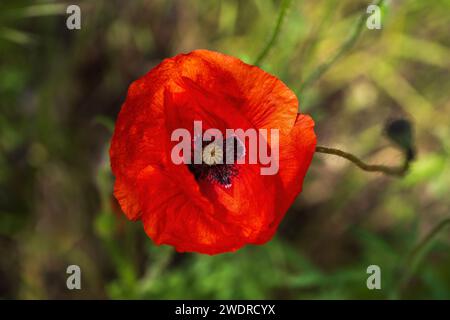 Papavero rosso fiore singolo, pianta fiorita della famiglia delle Papaveraceae, macro shot con bassa profondità di campo. Foto Stock