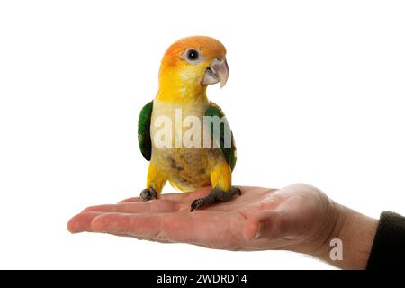 Un grazioso pappagallo Caique con abbellimento bianco (Pionites leucogaster) che poggia sulla mano di un essere umano Foto Stock