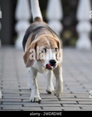Un Beagle che cammina su un pavimento in mattoni, guardando a destra Foto Stock