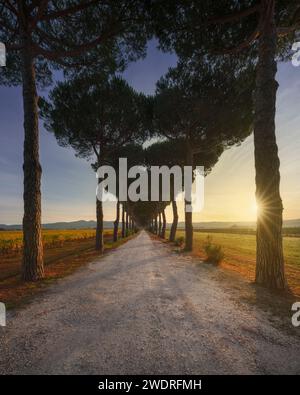 Strada alberata di pino Bolgheri e vigneti all'alba. Castagneto Carducci, regione Maremma Toscana, Italia, Europa. Foto Stock