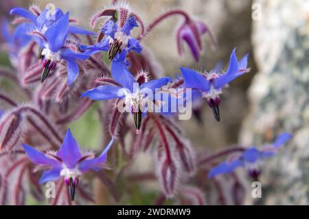 borragine - borago officinalis fioritura in primavera Foto Stock