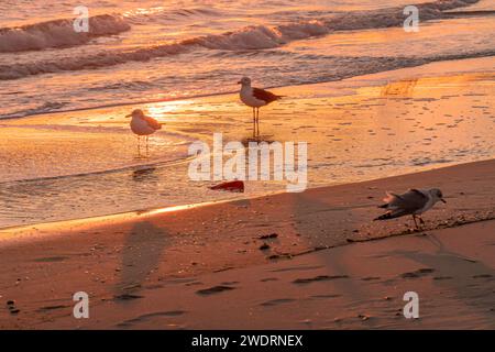 Gabbiani che nuotano nel surf all'alba. Foto Stock