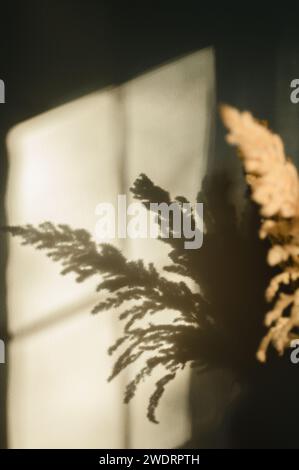 Primo piano dell'ombra d'erba pampas sulla parete bianca dalla luce della finestra Foto Stock