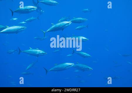 un gruppo di tonno rosso che nuota Foto Stock