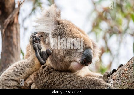 Il koala (Phascolarctos cinereus), a volte chiamato orso koala, è un marsupiale erbivoro arboreo originario dell'Australia. Foto Stock