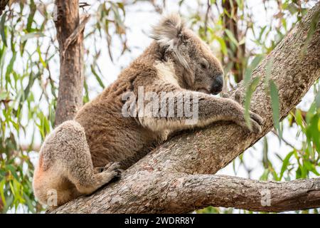 Il koala (Phascolarctos cinereus), a volte chiamato orso koala, è un marsupiale erbivoro arboreo originario dell'Australia. Foto Stock