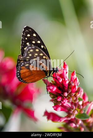Farfalla arancione nera, Heliconius hecale. Tiger longwing, Hecale longwing, Golden longwing o Golden heliconian. Heliconid Butterfly. Primo piano di insetti Foto Stock