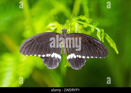 Mormone comune su una pianta verde in ambiente naturale. Farfalla bianca e nera. Primo piano di insetti. Papilio polytes. Foto Stock