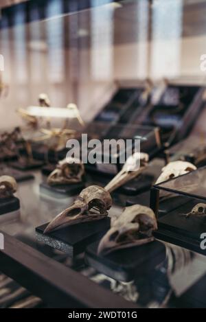 Mostra di teschi di uccelli al Museo di storia naturale Foto Stock