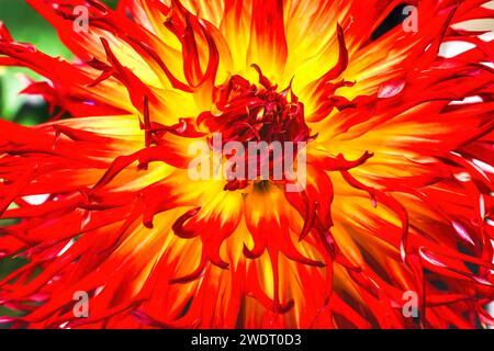 Fiore Rosso giallo Sandia Comanche Cactus Dahlia Fiore Foto Stock
