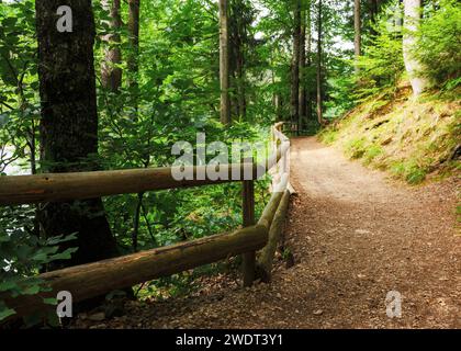 splendido paesaggio naturale con sentieri nella foresta in estate. recinzione in legno lungo il percorso Foto Stock