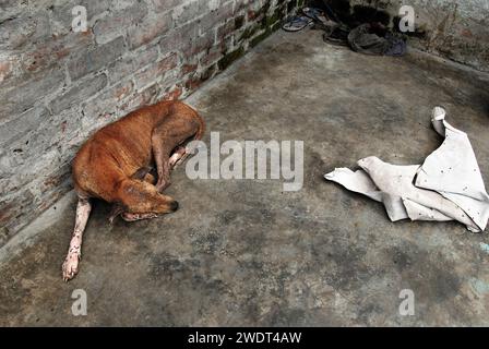 I cani muoiono a causa del cattivo ambiente. Questa è la triste realtà dei cani randagi che vivono vicino a Park Circus nel centro di Calcutta, che muoiono ogni giorno a causa dell'inquinamento industriale causato dalle fabbriche di cuoio. Secondo un rapporto del National Environmental Engineering Research Institute, la presenza di concia a base di cromo tra le concerie di Calcutta, con sistemi di drenaggio e raccolta delle acque reflue inadeguati, stava causando seri problemi ambientali, sanitari e igienici. Diverse unità funzionano ancora illegalmente nell'area del circo Tangra & char Number Park. Calcutta, Bengala Occidentale, India. Foto Stock