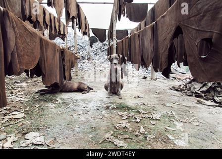 I cani muoiono a causa del cattivo ambiente. Questa è la triste realtà dei cani randagi che vivono vicino a Park Circus nel centro di Calcutta, che muoiono ogni giorno a causa dell'inquinamento industriale causato dalle fabbriche di cuoio. Secondo un rapporto del National Environmental Engineering Research Institute, la presenza di concia a base di cromo tra le concerie di Calcutta, con sistemi di drenaggio e raccolta delle acque reflue inadeguati, stava causando seri problemi ambientali, sanitari e igienici. Diverse unità funzionano ancora illegalmente nell'area del circo Tangra & char Number Park. Calcutta, Bengala Occidentale, India. Foto Stock