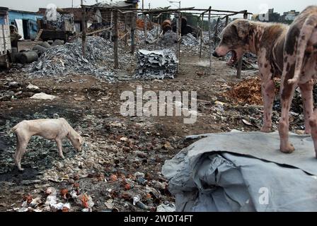 I cani muoiono a causa del cattivo ambiente. Questa è la triste realtà dei cani randagi che vivono vicino a Park Circus nel centro di Calcutta, che muoiono ogni giorno a causa dell'inquinamento industriale causato dalle fabbriche di cuoio. Secondo un rapporto del National Environmental Engineering Research Institute, la presenza di concia a base di cromo tra le concerie di Calcutta, con sistemi di drenaggio e raccolta delle acque reflue inadeguati, stava causando seri problemi ambientali, sanitari e igienici. Diverse unità funzionano ancora illegalmente nell'area del circo Tangra & char Number Park. Calcutta, Bengala Occidentale, India. Foto Stock