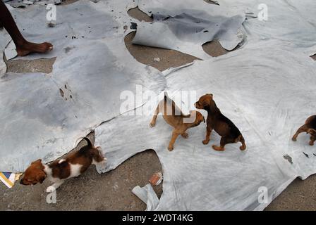 I cani muoiono a causa del cattivo ambiente. Questa è la triste realtà dei cani randagi che vivono vicino a Park Circus nel centro di Calcutta, che muoiono ogni giorno a causa dell'inquinamento industriale causato dalle fabbriche di cuoio. Secondo un rapporto del National Environmental Engineering Research Institute, la presenza di concia a base di cromo tra le concerie di Calcutta, con sistemi di drenaggio e raccolta delle acque reflue inadeguati, stava causando seri problemi ambientali, sanitari e igienici. Diverse unità funzionano ancora illegalmente nell'area del circo Tangra & char Number Park. Calcutta, Bengala Occidentale, India. Foto Stock