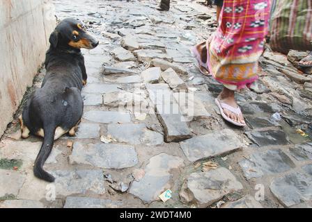 I cani muoiono a causa del cattivo ambiente. Questa è la triste realtà dei cani randagi che vivono vicino a Park Circus nel centro di Calcutta, che muoiono ogni giorno a causa dell'inquinamento industriale causato dalle fabbriche di cuoio. Secondo un rapporto del National Environmental Engineering Research Institute, la presenza di concia a base di cromo tra le concerie di Calcutta, con sistemi di drenaggio e raccolta delle acque reflue inadeguati, stava causando seri problemi ambientali, sanitari e igienici. Diverse unità funzionano ancora illegalmente nell'area del circo Tangra & char Number Park. Calcutta, Bengala Occidentale, India. Foto Stock