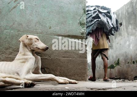 I cani muoiono a causa del cattivo ambiente. Questa è la triste realtà dei cani randagi che vivono vicino a Park Circus nel centro di Calcutta, che muoiono ogni giorno a causa dell'inquinamento industriale causato dalle fabbriche di cuoio. Secondo un rapporto del National Environmental Engineering Research Institute, la presenza di concia a base di cromo tra le concerie di Calcutta, con sistemi di drenaggio e raccolta delle acque reflue inadeguati, stava causando seri problemi ambientali, sanitari e igienici. Diverse unità funzionano ancora illegalmente nell'area del circo Tangra & char Number Park. Calcutta, Bengala Occidentale, India. Foto Stock