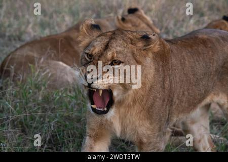 Lioness (Panthera leo), Sabi Sands Game Reserve, Sudafrica, Africa Foto Stock