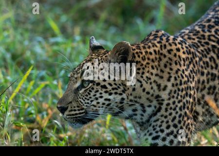 Leopardo (Panthera pardus), Sabi Sands Game Reserve, Sudafrica, Africa Foto Stock