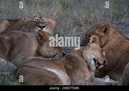 Lion Pride (Panthera leo), Sabi Sands Game Reserve, Sudafrica, Africa Foto Stock