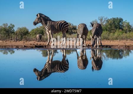 Zebre delle pianure (Equus quagga) che bevono alla pozza d'acqua, riserva di caccia di Mashatu, Botswana, Africa Foto Stock