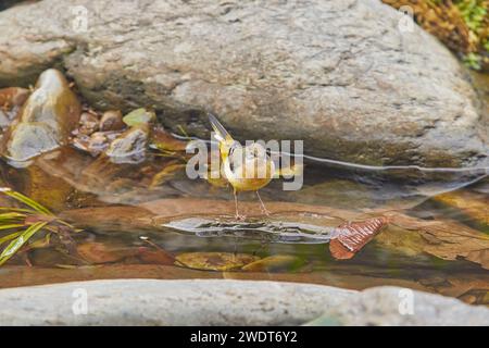 Una coda di Wagtail grigia (Motacilla cinerea), che in genere si schizza nelle acque basse accanto alle rocce in un ruscello che scorre velocemente, sull'East Lyn River Foto Stock