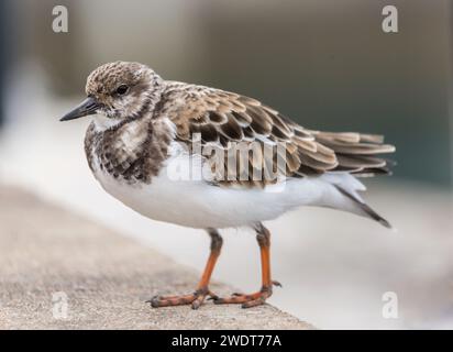 Ruddy Turnstone (Arenaria Interpres), un piccolo uccello da guado cosmopolita, Bermuda, Atlantico, Nord America Foto Stock