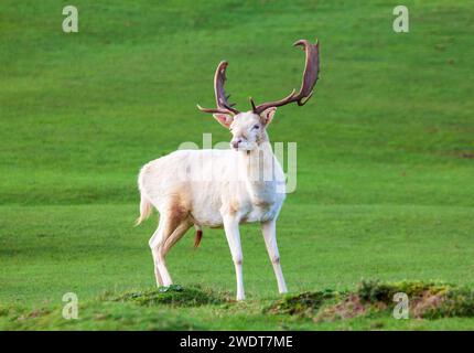 Daino a Knole House, vicino a Sevenoaks. Kent, Inghilterra, Regno Unito, Europa Foto Stock