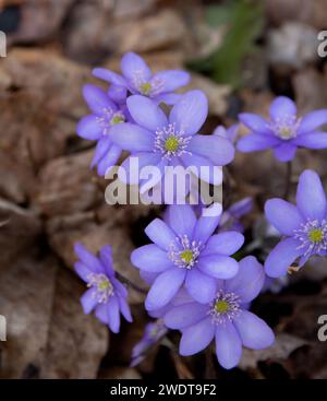 piante da fiore, incolte, natura, primavera, pianta, blu, fioritura, liverwort, outdoor, foresta, fotografia, niente persone, primo piano, primavera, epatica Foto Stock