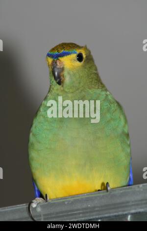 Blue Winged Parot Foto Stock