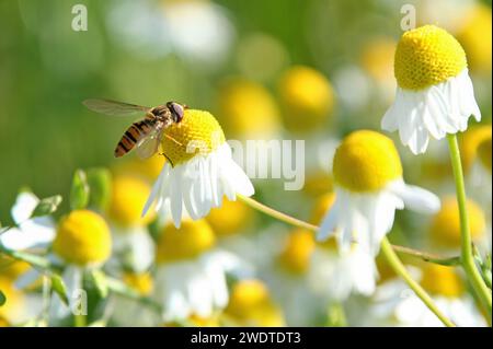 Hoverfly sulla camomilla tedesca Foto Stock