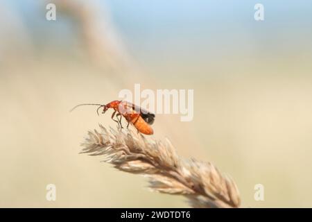 Comune soldato rosso Beetle Foto Stock