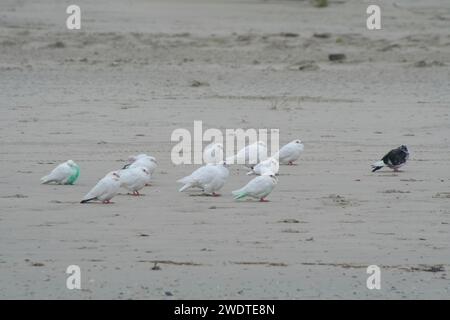 Weiße Tauben am Strand Foto Stock