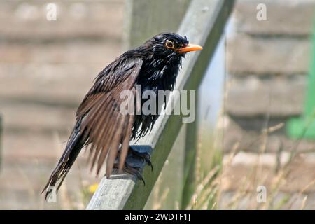 Wet Blackbird Foto Stock