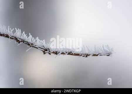 Il ghiaccio a costine spiky copre una diramazione su uno sfondo leggero e morbido. Aghi di ghiaccio su un ramo. Cristalli Hoarfrost che ricoprono un ramo. Ramo d'albero cristallizzato. Foto Stock
