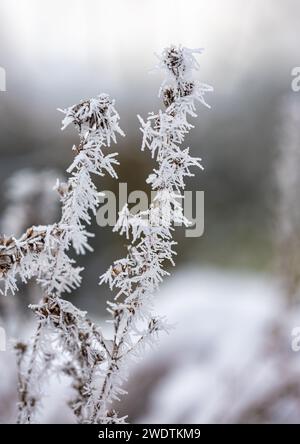 Asciugare le piante in un hoarfrost, primo piano. Stagioni, cambiamenti climatici, ecologia, botanica. Sfondo naturale. Foto Stock