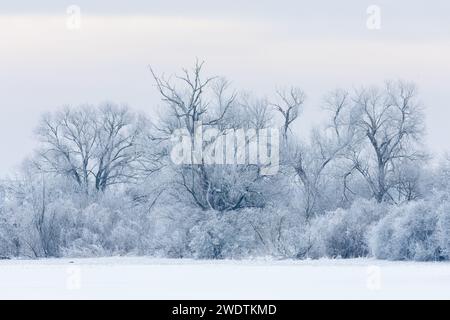 Un lunatico scenario invernale con grandi salici ricoperti di brina e avvolti dalla nebbia Foto Stock